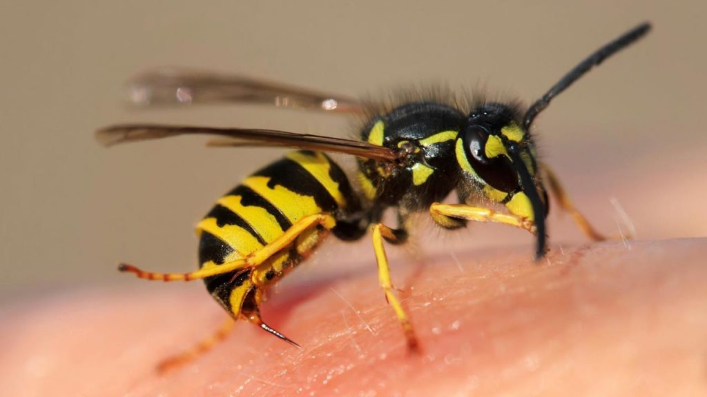 A bee sitting on an arm, potentially causing irritation or itching