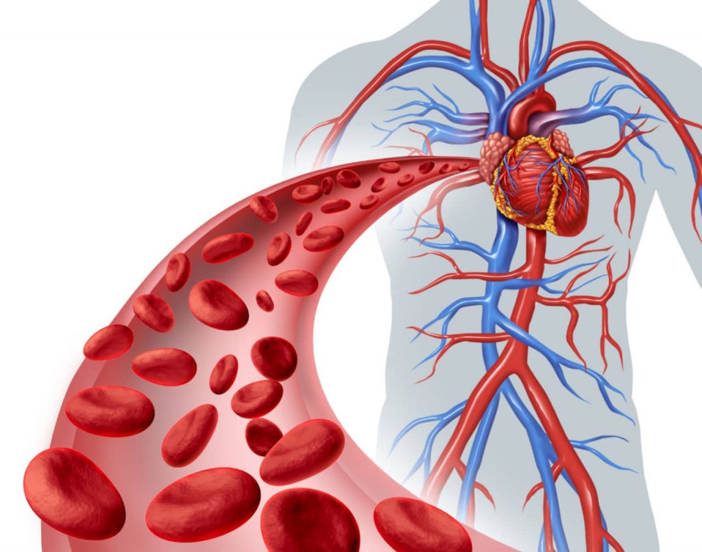 Illustration showing the circulatory system with red and blue blood vessels. A heart is depicted at the center of a human silhouette with red blood cells flowing through a large curved artery extending out from the heart.