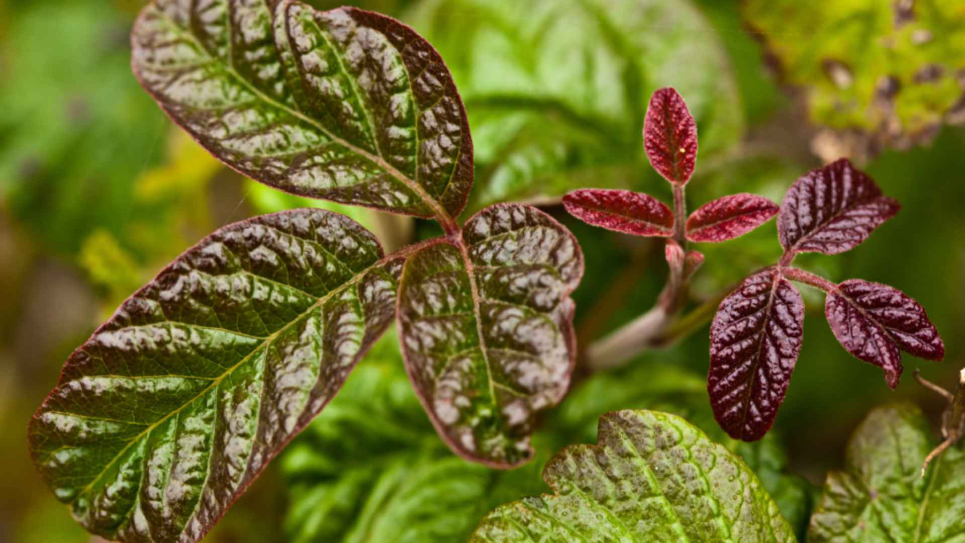 Poison Oak