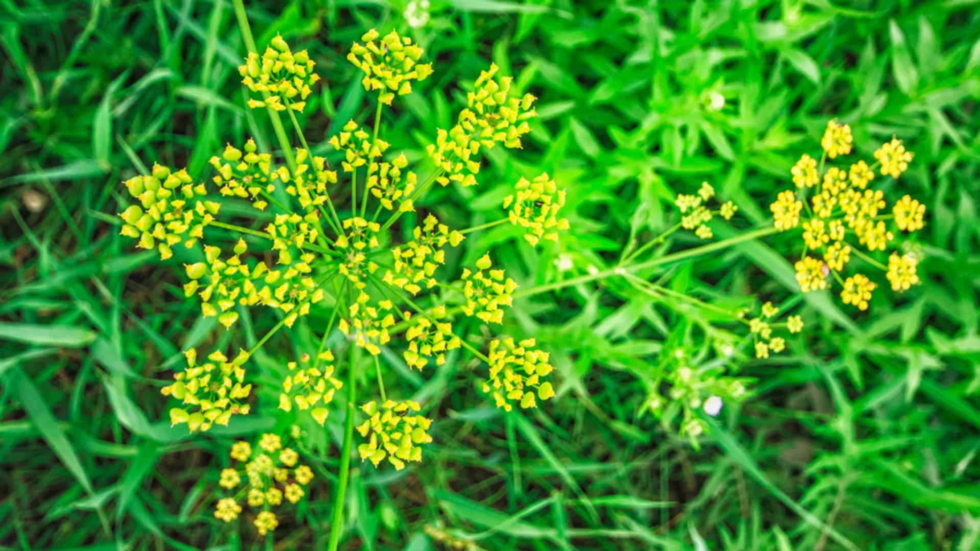 Wild Parsnip