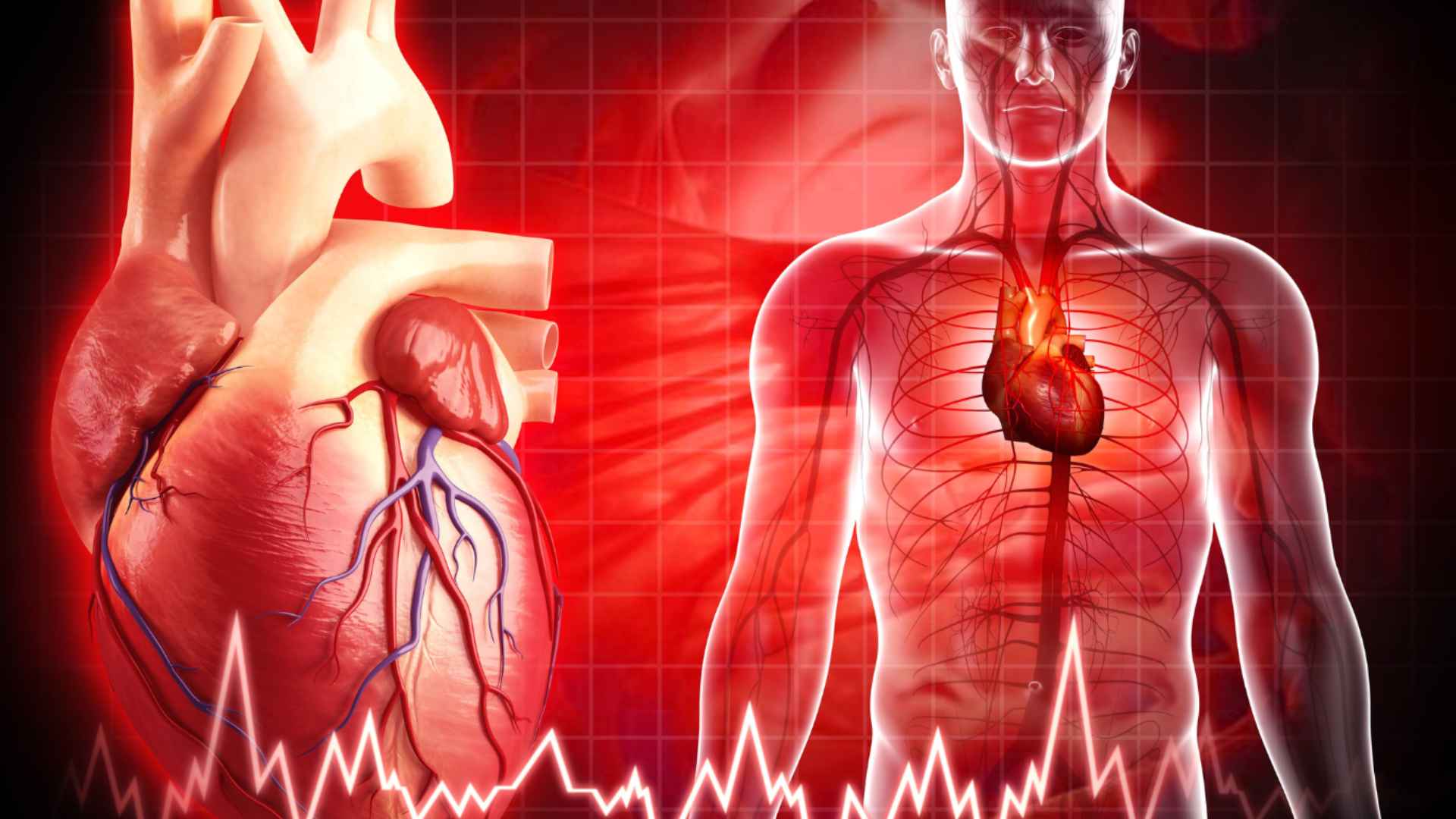 Heart-Anatomy-and-ECG