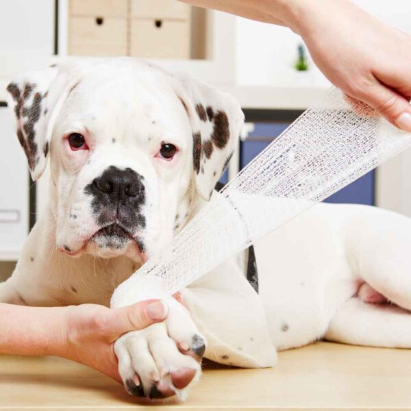 dog and cat pet first aid