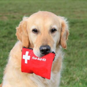 pet first aid training for cats and dogs